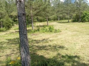 A grassy clearing with scattered small pine trees and shrubs, bordered by denser forest under a sunny sky.