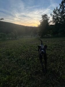 A black dog stands on a grassy field at sunset with trees and hills in the background under a partly cloudy sky.