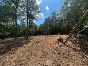 Clearing in a forested area with trees on the perimeter, blue sky, and scattered clouds above, and sunlight illuminating the ground covered with dry vegetation and fallen branches.