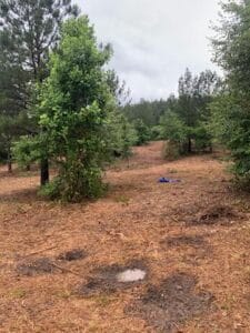 A dirt clearing in a sparse forest with pine trees, scattered brown patches on the ground, and a small puddle in the foreground under an overcast sky.