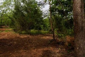 A forest area with trees, green foliage, and a patch of cleared brown earth in the foreground.