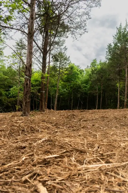 Cleared forest area with scattered wood debris and mulch, bordered by tall trees and under a cloudy sky.