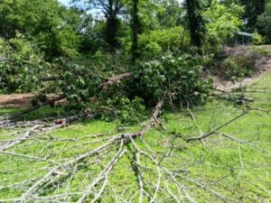 A large tree has fallen on a grassy area, with branches and leaves scattered across the ground and dense greenery in the background.
