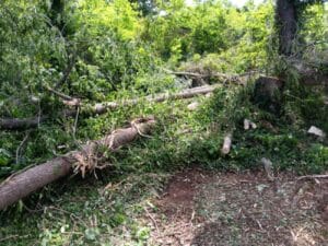 Several large trees lie uprooted and broken on the ground, surrounded by dense green foliage and scattered branches.