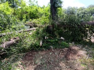 Several large trees have fallen and are lying across the ground in a wooded area, with scattered leaves and branches surrounding them.