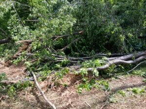 Fallen tree branches and leaves cover the ground in a wooded area, indicating storm damage or recent tree cutting.