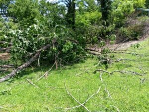 A large tree has fallen onto a grassy area surrounded by dense green foliage and trees.