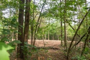 A forest clearing with sunlight shining on a patch of bare ground, surrounded by trees and green foliage.