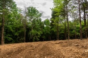 A cleared patch of ground with wood chips lies in front of a dense, green forest under a cloudy sky.